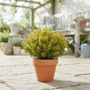Hebe ‘James Stirling’ – 13cm Pot
