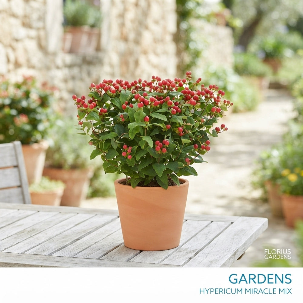 St John's Wort (Hypericum androsaemum) – 17cm Pot