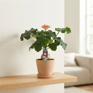 Jatropha Pod Plant – 13cm Pot, 40cm Height