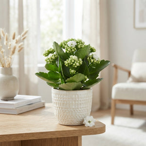 White Double Kalanchoe – 7cm Pot