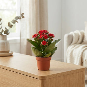 Mini Pink Double Kalanchoe – 6cm Pot