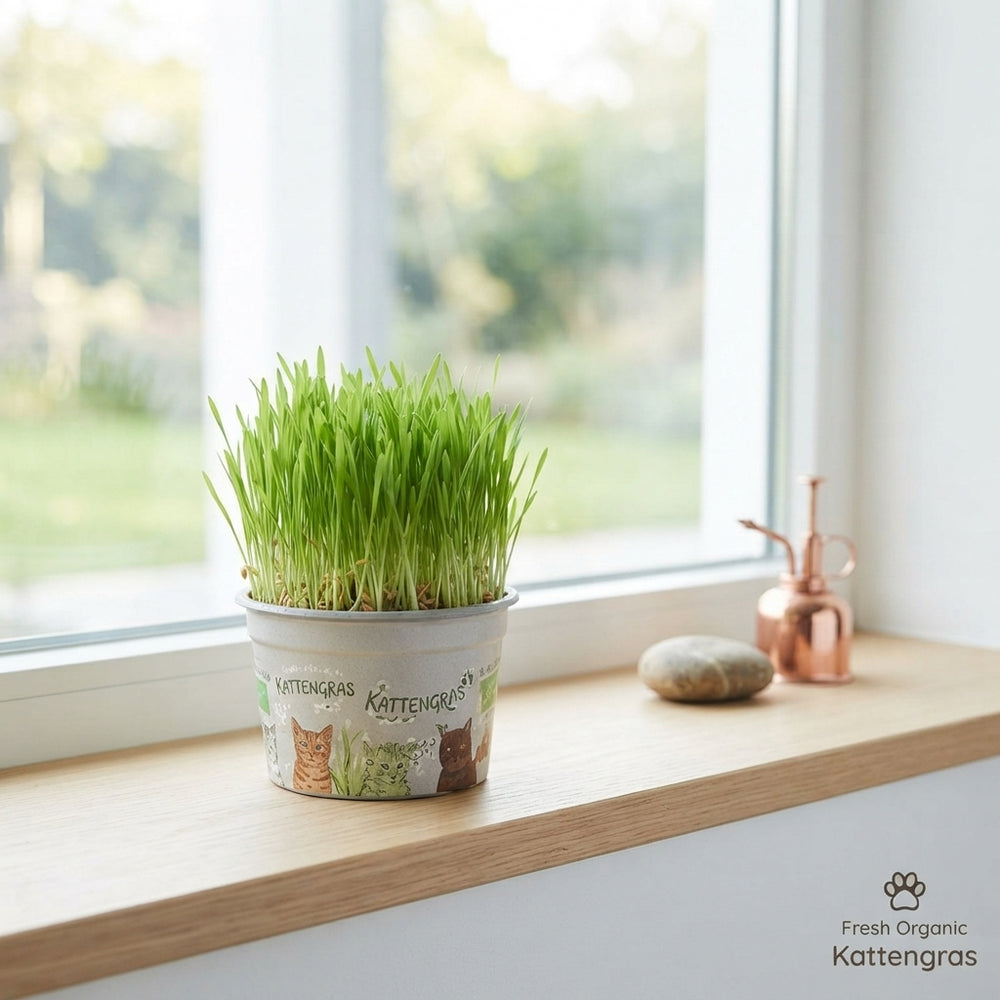 Cat Grass – 12cm Pot