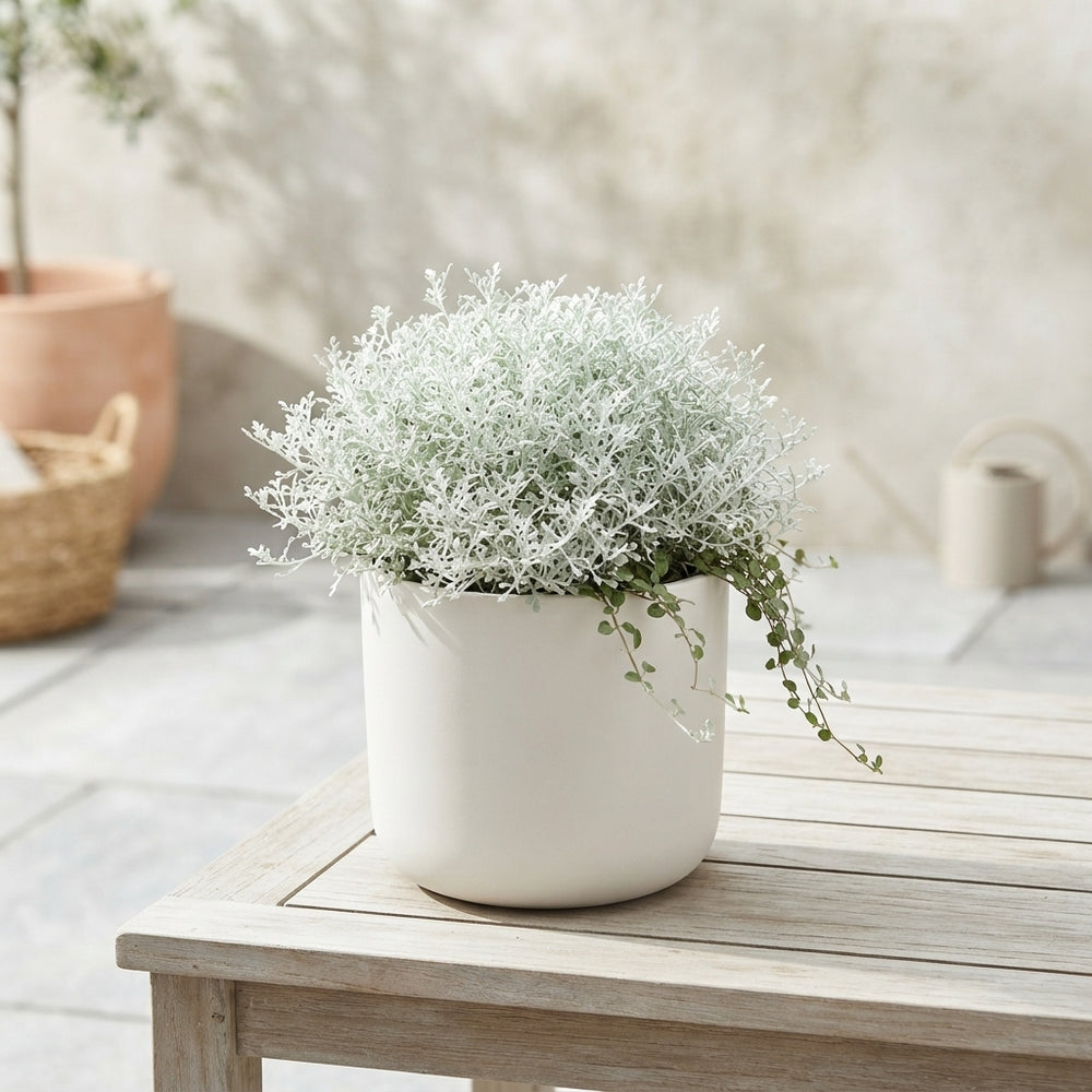 Leucophyta brownii Cushion Bush – 23cm Pot