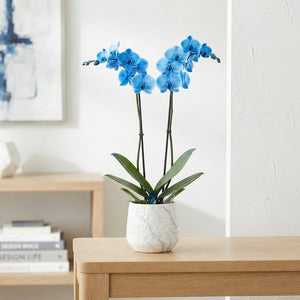 Blue Phalaenopsis Orchid – 2 Stem, 12cm Pot