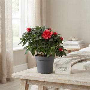 Mixed Azalea (Rhododendron simsii) – 14cm Pot