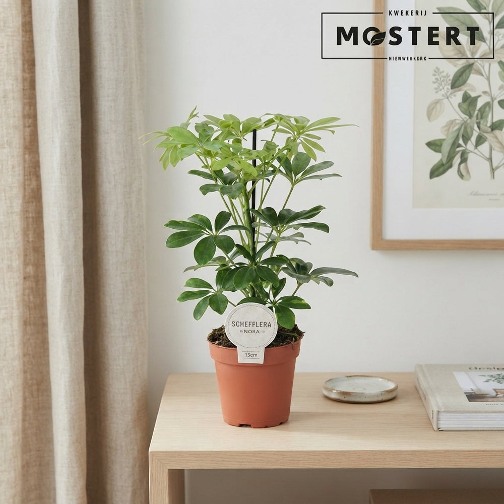 Dwarf Umbrella Tree (Schefflera arboricola) – 13cm Pot