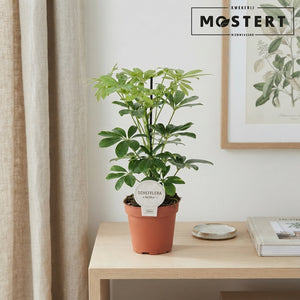 Dwarf Umbrella Tree (Schefflera arboricola) – 13cm Pot