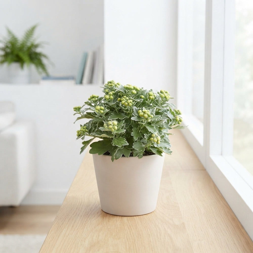 Ajania pacifica Chrysanthemum – 10.5cm Pot