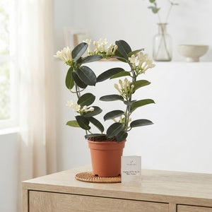 White Stephanotis (Stephanotis floribunda) – 12cm Pot