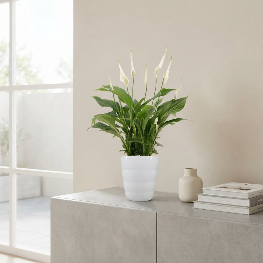 White Peace Lily (Spathiphyllum) – 9cm Pot