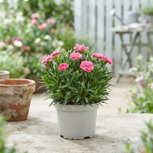 Mixed Dianthus ‘Oscar’ – 12cm Pot