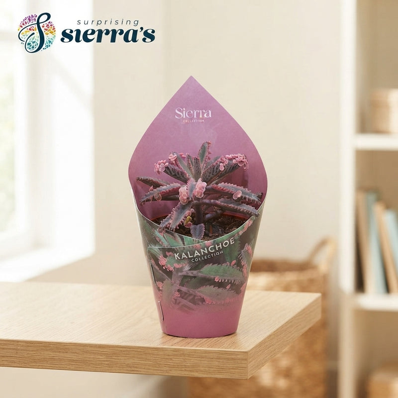 Pink Butterfly Kalanchoe – 8.5cm Pot