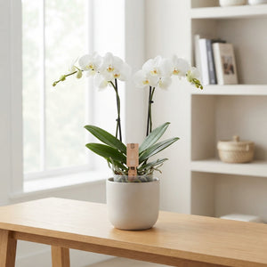 White Phalaenopsis Orchid – 2 Stem, 12cm Pot