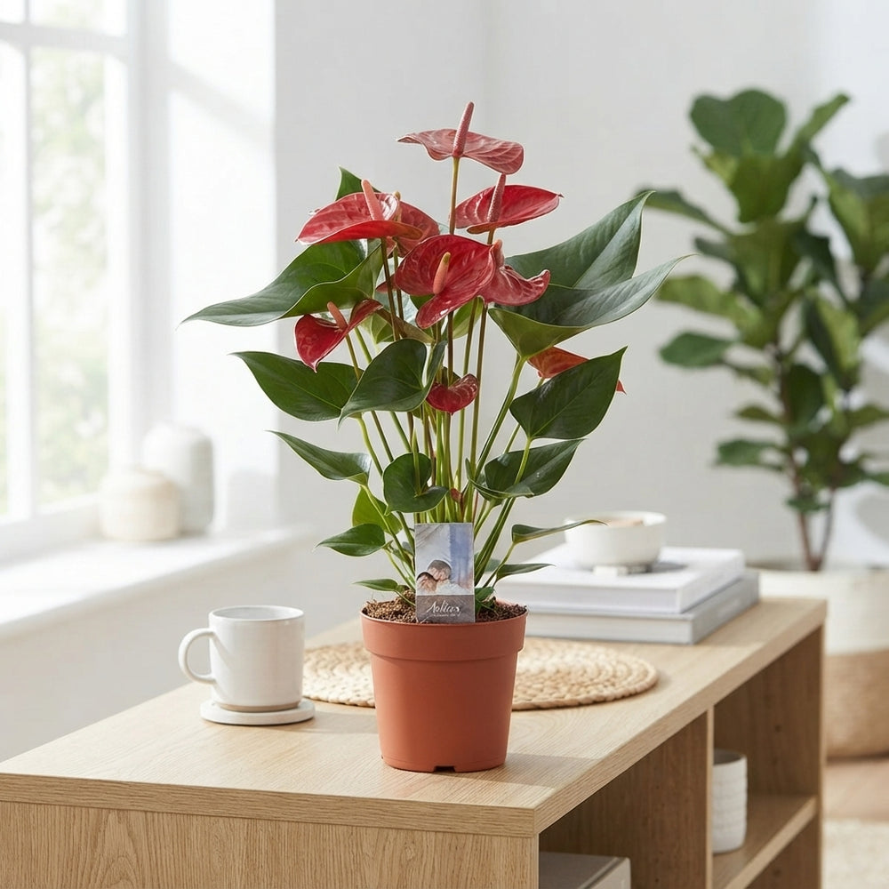 Red Anthurium 'Adios Carino' – 17cm Pot