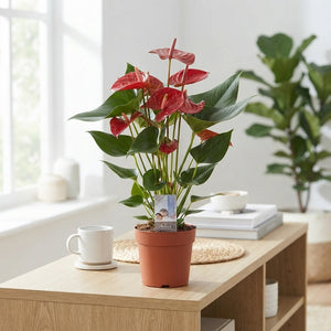 Red Anthurium 'Adios Carino' – 17cm Pot
