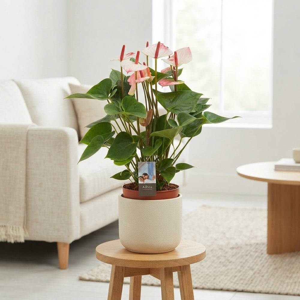 Anthurium Elegance – 17cm Pot, Approx. 60cm High
