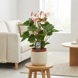 Anthurium Elegance – 17cm Pot, Approx. 60cm High