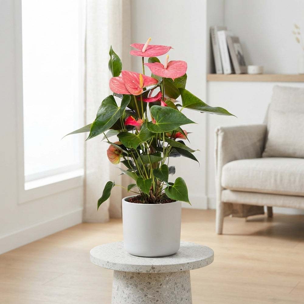Pink Anthurium – 17cm Pot, Approx. 65cm Tall
