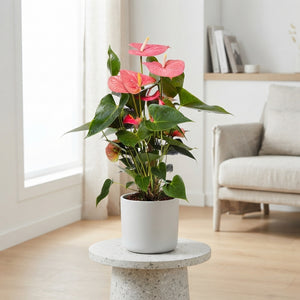 Pink Anthurium – 17cm Pot, Approx. 65cm Tall