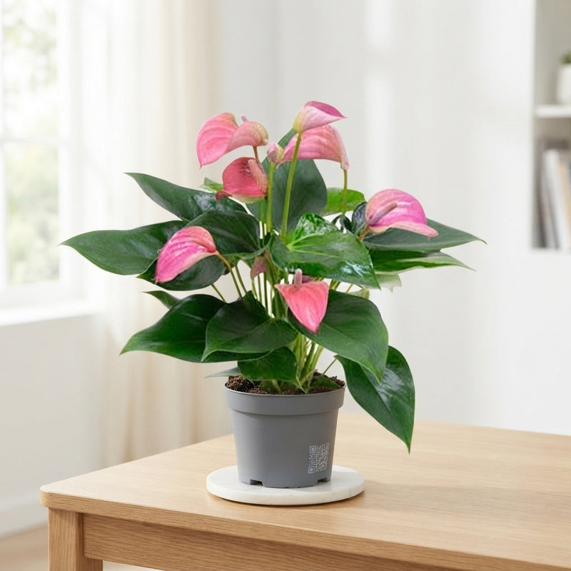 Pink Anthurium (Anthurium andraeanum) – 12cm Pot
