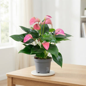 Pink Anthurium (Anthurium andraeanum) – 12cm Pot