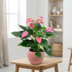 Peach Anthurium (Anthurium andraeanum) – 12cm Pot