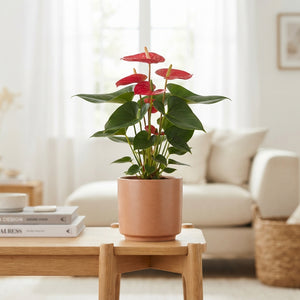 Red Anthurium – 17cm Pot, Approx. 65cm High