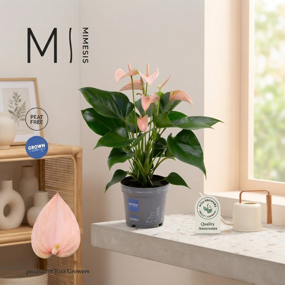 Peach Anthurium (Anthurium andraeanum) – 12cm Pot