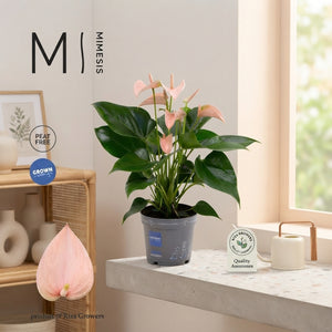 Peach Anthurium (Anthurium andraeanum) – 12cm Pot