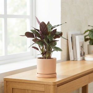 Calathea Mixed Assortment – 12cm Pot, Approx. 40cm