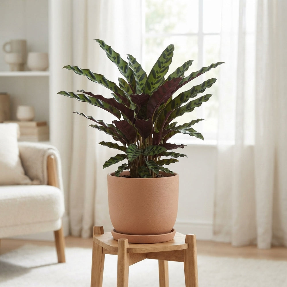 Mixed Calathea Houseplant – 17cm Pot, 65cm High