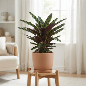 Mixed Calathea Houseplant – 17cm Pot, 65cm High