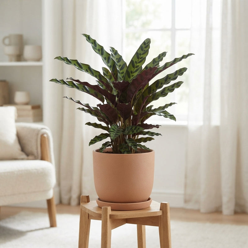 Mixed Calathea Houseplant – 17cm Pot, 65cm High