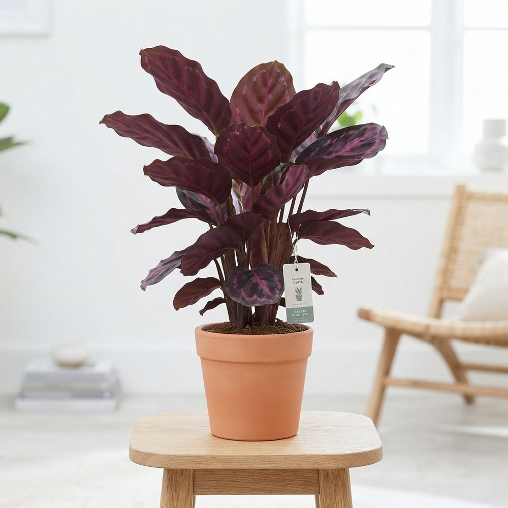 Mixed Calathea Houseplant – 19cm Pot, 75cm Tall