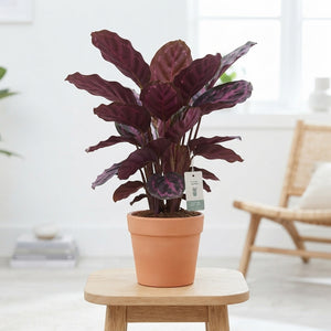 Mixed Calathea Houseplant – 19cm Pot, 75cm Tall