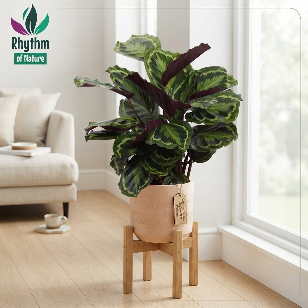 Calathea Zebrina ‘Rhythm of Nature’ – 19cm Pot