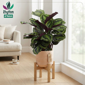 Calathea Zebrina ‘Rhythm of Nature’ – 19cm Pot