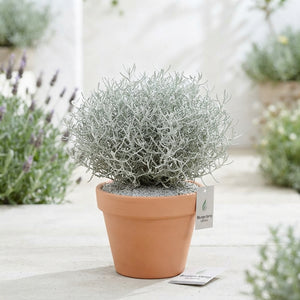 Cushion Bush (Leucophyta brownii) – 9cm Pot