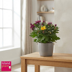 Chrysanthemum ‘Aubisque’ Tri-Colour – 12cm Pot