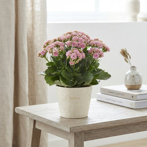 Pink Kalanchoe 'Graceful' – 14cm Pot