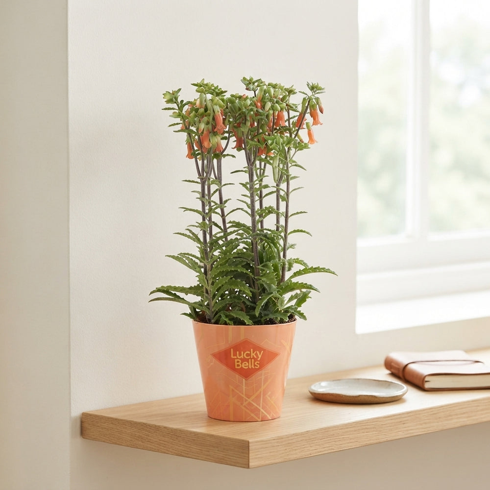 Kalanchoe ‘Lucky Bells’ – Orange Flowering Plant, 14cm Pot