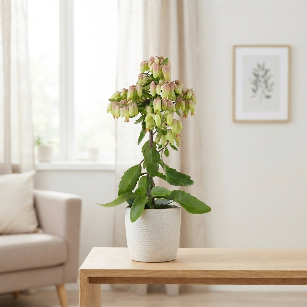 Kalanchoe Magic Bells – 14cm Pot, 55cm Tall