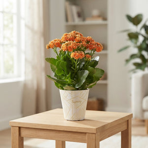 Orange Double Kalanchoe 'Sunny Cantaloupe' – 14cm Pot