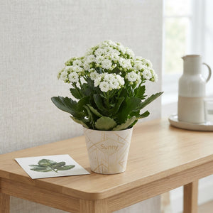 White Double Kalanchoe ‘Sunny White’ – 14cm Pot