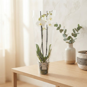 White Phalaenopsis Orchid – 3 Stems, 12cm Pot