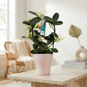 Stephanotis Flowering Plant – 13cm Ceramic Pot