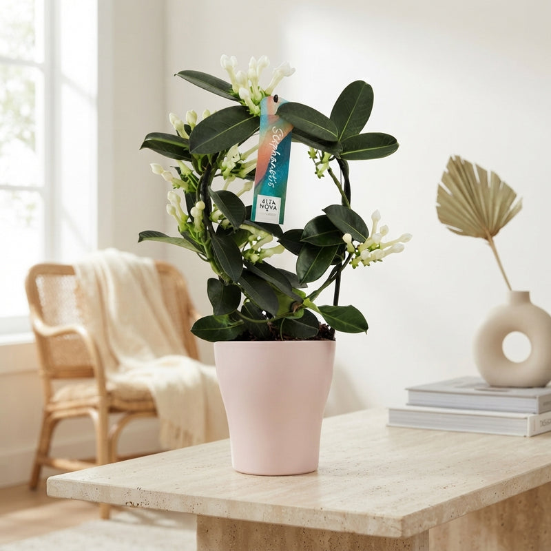 Stephanotis Flowering Plant – 13cm Ceramic Pot