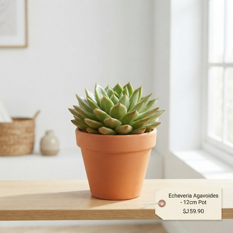 Echeveria agavoides Succulent – 12cm Pot