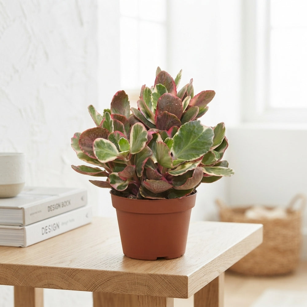 Variegated Kalanchoe ‘Multicolor’ – 13cm Pot