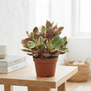 Variegated Kalanchoe ‘Multicolor’ – 13cm Pot
